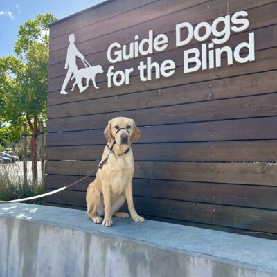 Female Yellow Labrador Kelly poses in front of a wooden sign bearing Guide Dogs for the Blind's logo. She is sitting looking at the camera and wearing a Gentle Leader.
