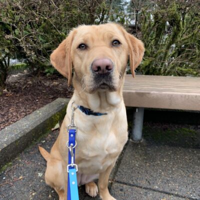 Female yellow lab "Kindle" is seen sitting outside on a cloudy Oregon day in front of a bench and a bush. She is facing towards the camera, waiting patiently for her cookie.