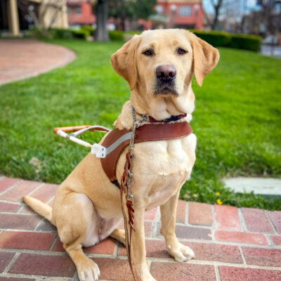 Kumi sits at attention in harness on a brick pathway in front of green grass