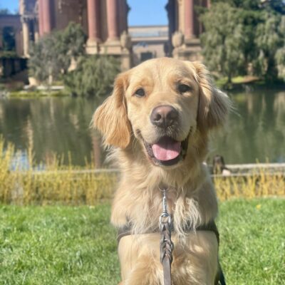 Larry is sitting in harness on the grass at the Palace of Fine Arts. He is facing the camera, smiling with his tongue out. The Palace of Fine Arts is blurred in the background.