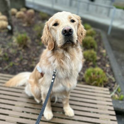 A male golden sits on a wooden bench. He is wearing his guide dog harness and is looking towards the camera.