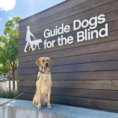 Female Labrador Golden Retriever Cross Loyal poses in front of a wooden sign bearing Guide Dogs for the Blind's logo. She is sitting looking at the camera and wearing a Gentle Leader.