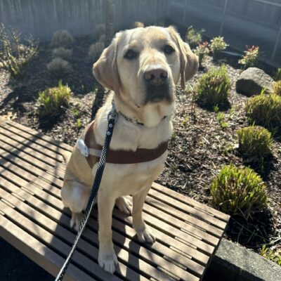 Male yellow lab, Otto, sits on a wooden bench wearing his guide dog harness. He is looking towards the camera.