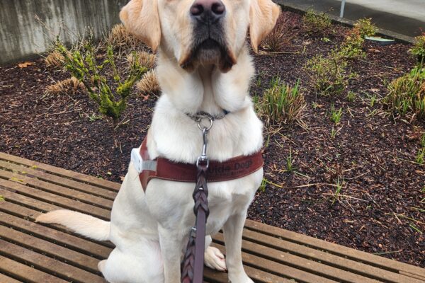 A yellow Labrador Retriever sits, in harness on a wooden bench on the Oregon campus. He is looking slightly above the camera with great focus as he awaits his kibble reward.