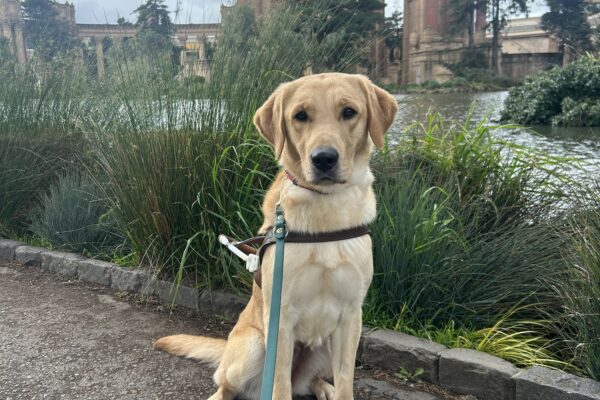 Rye is sitting on a paved path in front of the Palace of Fine Arts in San Francisco. She is wearing a Guide Dog harness and looking at the camera. Behind her are leafy green plants and a pond.
