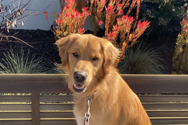 Male long coated Labrador Golden Retriever cross Nugget sits on a bench on campus. He smiles at the camera. Behind him are red and purple colorful flowers in front of a building.