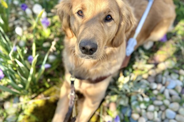 Red, long-coated Labrador x Golden Retriever cross Moon lies down amongst purple and white crocuses. She is wearing a leather guide dog harness and leash. The photo is a top-down view.