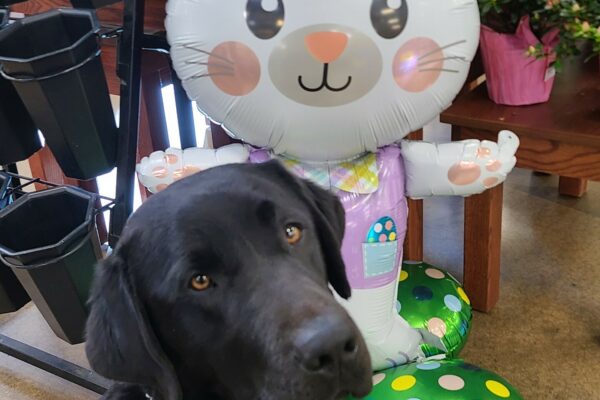 Black lab Komodo sits in his brown leather harness next to a bunny Mylar balloon. He lovingly looks up to the camera.