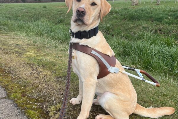 Yellow lab Anders sits just off a paved walking trail in green grass. He proudly wears his brown leather harness and looks straight at the camera. A variety of trees can be seen behind him.