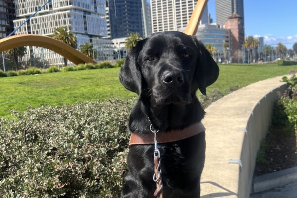 Banjo sits wearing his harness and back booties. He looks intently towards the camera. Tall city buildings and a large bow and arrow statue fill the background.