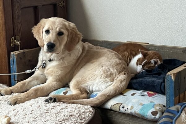 Yellow Lab/Golden cross Grace snuggles with a sleeping brown and white cat while on tie-down on a colorful bed.
