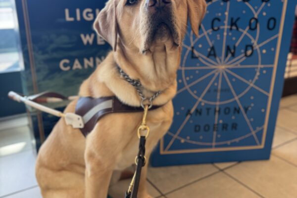 Yellow lab, Adele, sits in front of a display of two large books. She is wearing her harness and two blue boots on her back feet. She is looking into the camera seriously.
