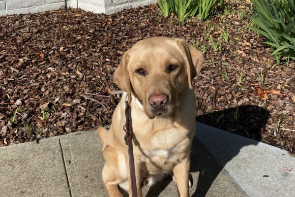 Female Yellow Labrador Anne poses for a picture on campus. She is sitting on a sidewalk, with woodchips, a white wall, and some red flowers behind him.