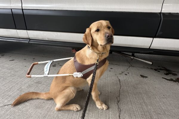 Yellow lab Bea sits in her brown leather guide dog harness in front of a white GDB training van. She has a "let's get going" expression her face.