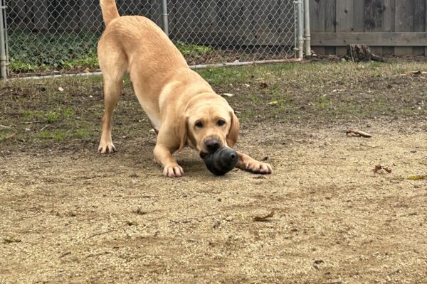 Belvedere is in a play bow with a Kong in his mouth facing the camera, He is in a outdoor play yard with a chain link and wooden fence in the background.