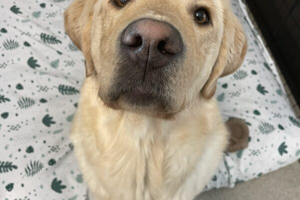 Yellow lab "Burrito" sits on a soft bed while looking directly into the camera.