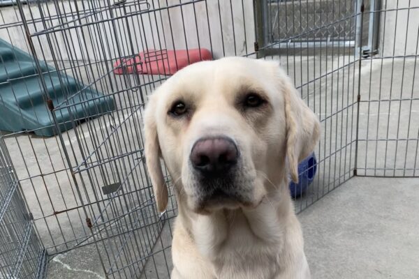 Male yellow lab "Flanagan" sits outside on a sunny day. He is facing the camera, patiently waiting for his cookie
