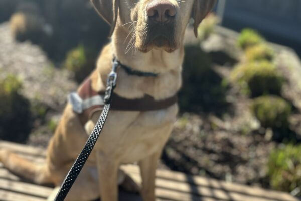 Flynn, a male yellow lab, sits on a wooden bench wearing his guide dog harness. He is looking towards the camera.