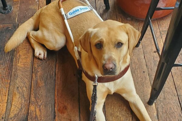 Gazpacho is laying on the wood floor of a coffee shop with tables and chairs around him. He is looking up at the camera and is wearing his harness.