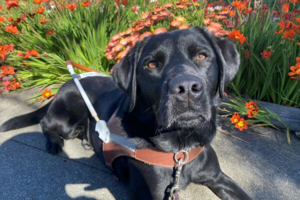 In this close up shot, Jamboree stares at the camera with the sun illuminating her shiny, black coat. She is wearing her harness while in a down position on the sidewalk. There are orange flowers in the background.