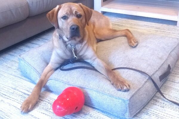 Jimmy is laying down on a big comfy dog bed in a living room setting. He is looking at the camera and there is a large red kong in front of him.