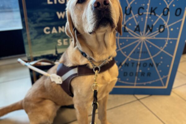 Female yellow lab, Kayla, looks into the camera sweetly. She is wearing her harness and two blue dog booties on her back feet. Behind her are two large display books.
