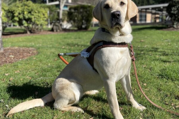 Light colored yellow lab Kinley proudly sits while wearing her brown leather harness. She is on fresh green grass with a variety of trees behind her.
