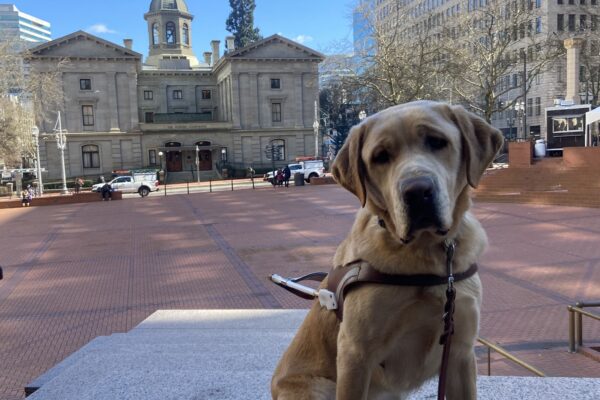 Yellow lab Kyle sits in his brown leather harness atop a cement wall. A brick plaza and urban building setting can be seen in the background.