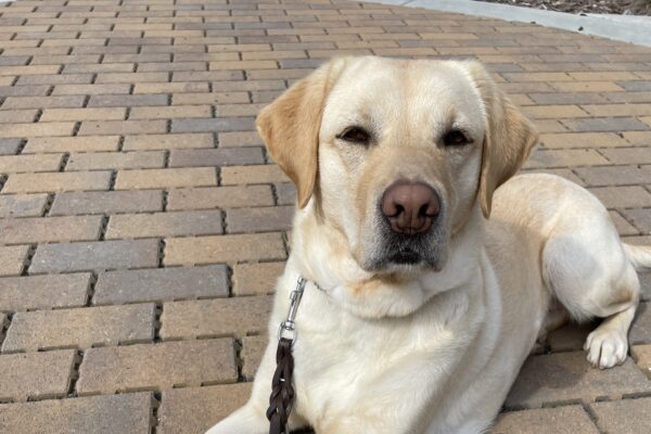 Lychee lays on a brick path on the GDB campus. She is calm and looking at the camera.