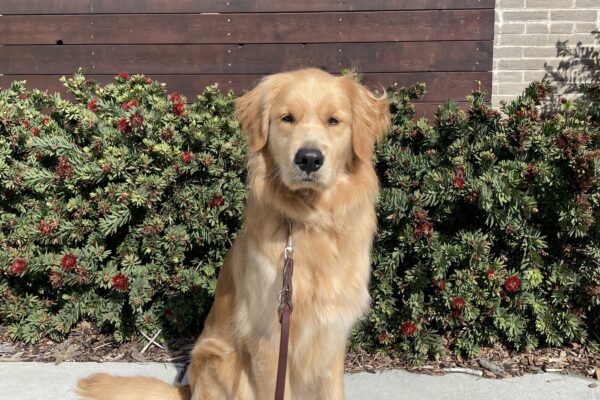 Long coated Labrador Golden Retriever cross Oakland poses for a picture on the California campus. He sits in front of a wooden wall and a bush with red flowers can be seen behind him.