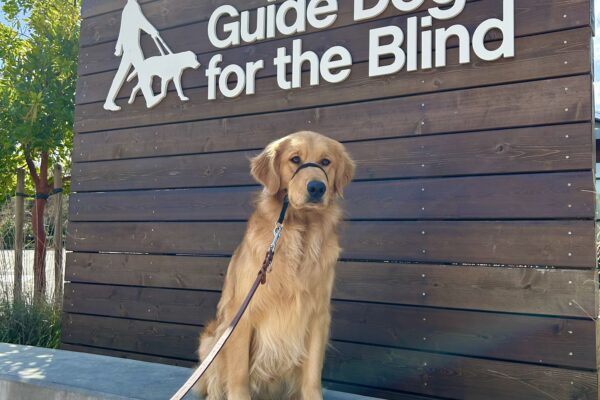 Male long coated Golden Retriever Labrador Retriever cross Peyton poses in front of a wooden sign bearing Guide Dogs for the Blind's logo. He is sitting looking off camera and wearing a Gentle Leader.