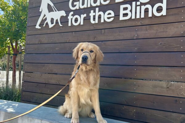 Male long coated Golden Retriever Labrador Retriever cross Saxon poses in front of a wooden sign bearing Guide Dogs for the Blind's logo. He is sitting looking off camera and wearing a Gentle Leader.