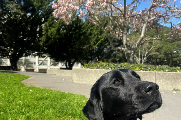 Tamsin is pictured in harness, in a sit stay on a college campus. There is a bright blue sky and  bright green grass and trees behind her as well as a large, blooming magnolia tree. She is looking to the right of the camera as the sun shines on her.