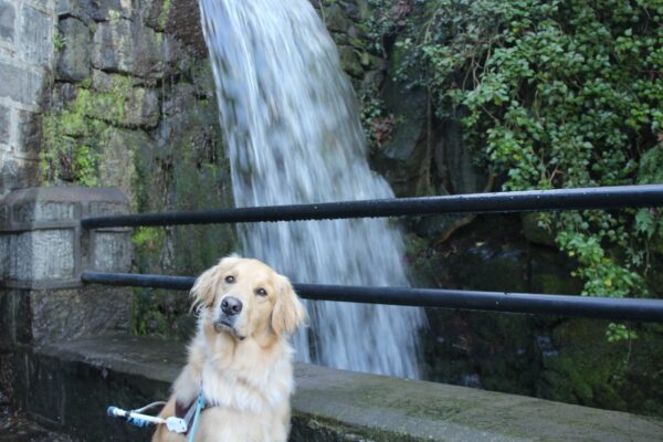 Bart is sitting in harness with a waterfall in the background. He is looking at the camera.