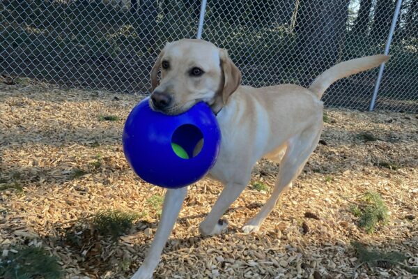 Male yellow lab, Jambo, runs in a fenced-in area on our Oregon campus. He holds a large blue plastic Jolly-Ball in his mouth and wags his tail behind him, with woodchips underfoot.