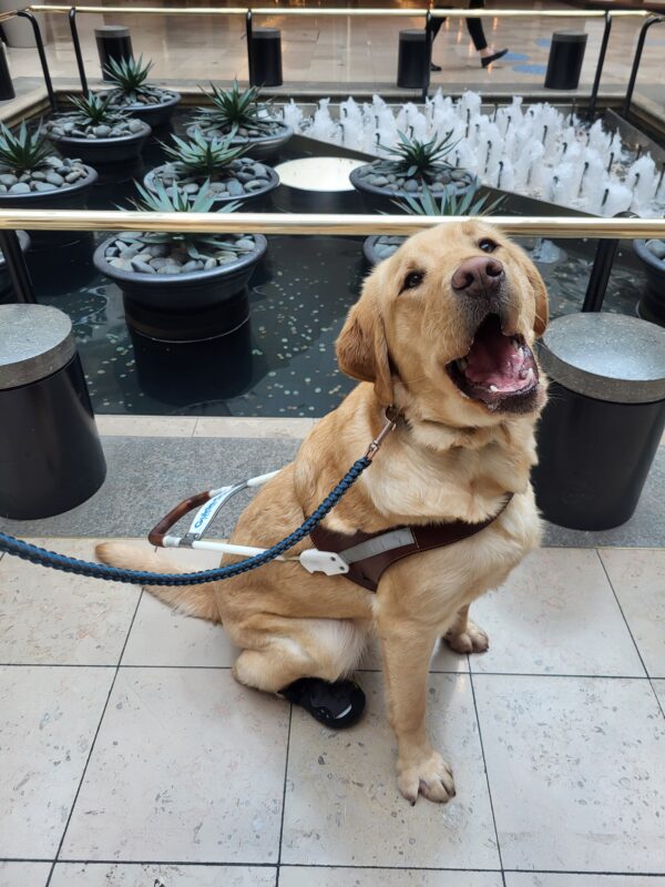 Bamboo wears his GDB harness and looks at the camera with a goofy smile.  Behind him is a decorative bubbly pool/fountain feature in the interior courtyard of a shopping mall.