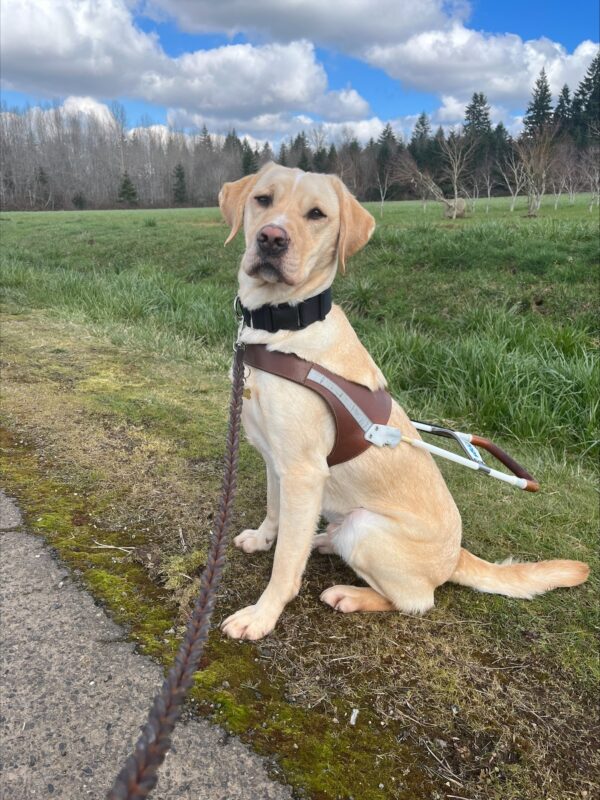 Yellow lab Anders sits just off a paved walking trail in green grass. He proudly wears his brown leather harness and looks straight at the camera. A variety of trees can be seen behind him.
