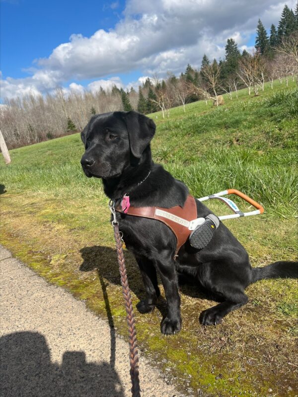 Black Labrador retriever Sylvie sits on grassy area adjacent to a paved walking path. She looks off to the side, showing her beautiful profile angle. A variety of trees can be seen in the background.