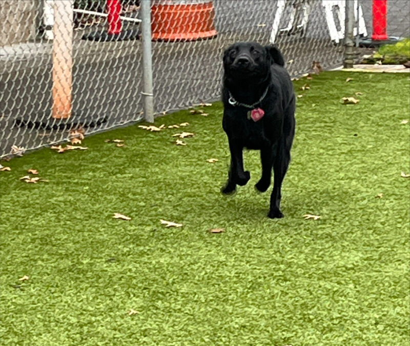 Black Labrador retriever Sylvie is mid-stride while in a full run in a astroturf free run area. She has a look of glee on her face as she is mid air.