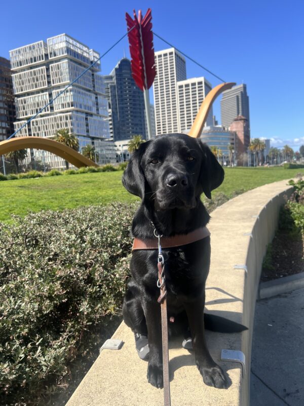 Banjo sits wearing his harness and back booties. He looks intently towards the camera. Tall city buildings and a large bow and arrow statue fill the background.