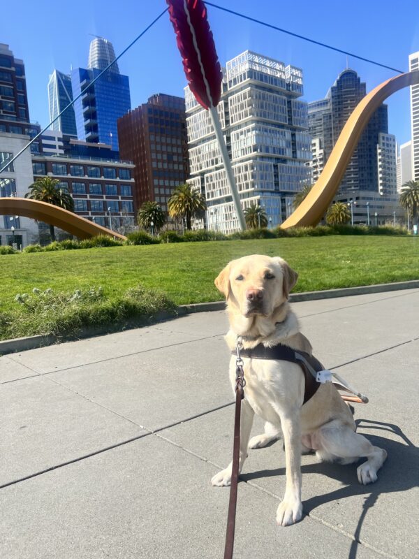 Gertie sits as she proudly wears her harness. Tall city buildings and a bow and arrow statue fill the background.