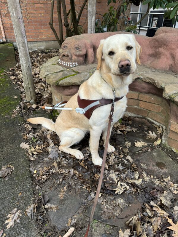 Celine, a short-coated yellow lab/golden cross sits in harness in front of a cob bench looking at the camera.