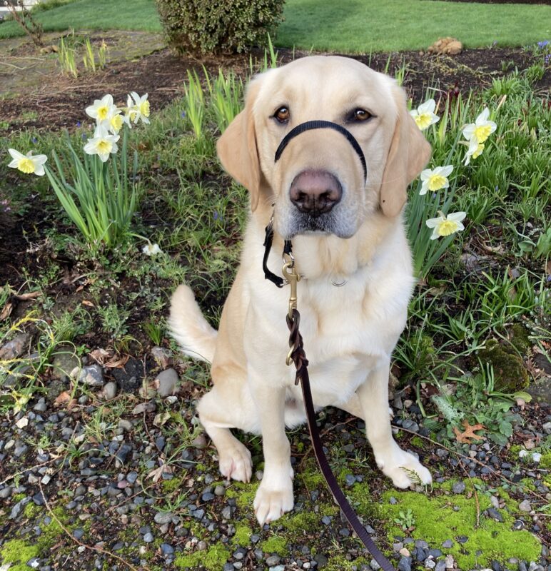 <p>Felton sits looking up at the camera as he is surrounded by light yellow daffodils.</p>