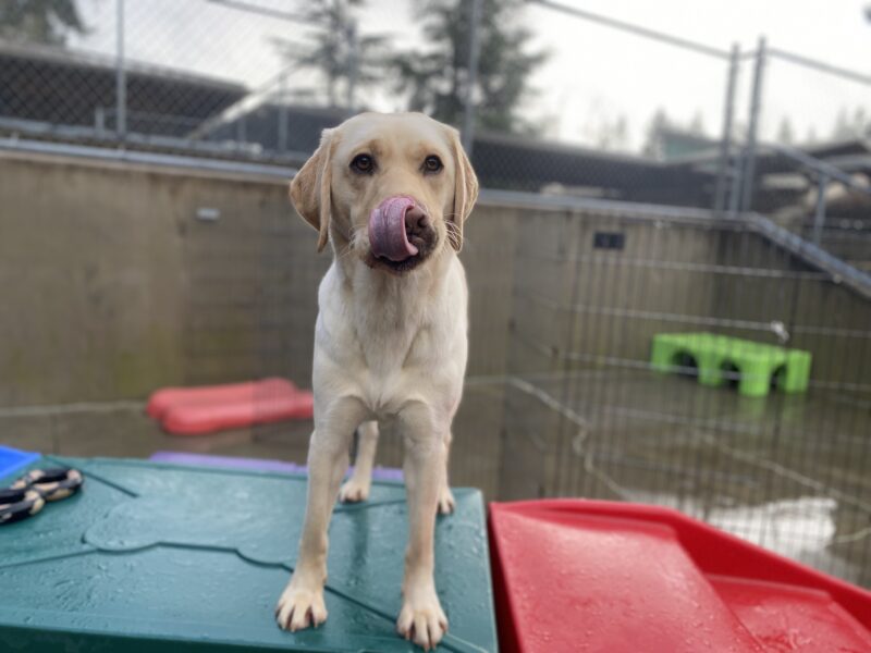 Female yellow lab, Fran, stands atop a dark green plastic play structure in one of our community run areas. She looks at the camera and licks her nose with a curled tongue.