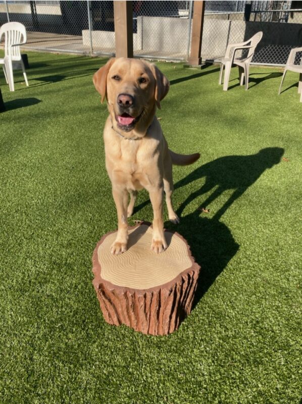 Yellow lab Alder perches his front feet atop a faux wood log stump in an astroturf free run area on campus. It is a sunny day and Alder has a wide open mouth with his bright pink tongue hanging out.