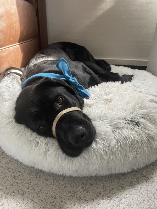 <p>Aramis sleeps contentedly on a fluffy white dog bed during the GDB staff pancake breakfast.</p>