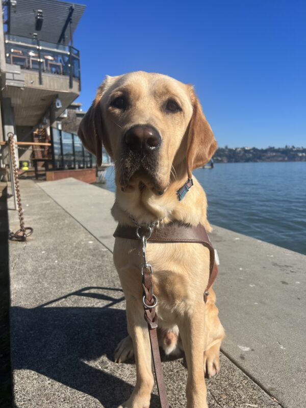 Belvedere is sitting and facing the camera wearing his guide dog harness. Behind him is the water of the bay and an outdoor restaurant seating area.