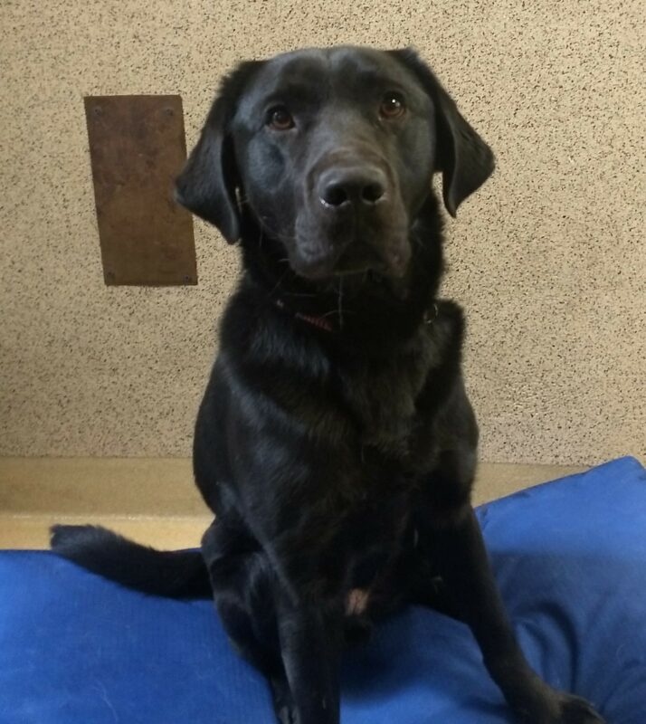 Blaine, black lab male is sitting on a blue dog bed looking at the camera.