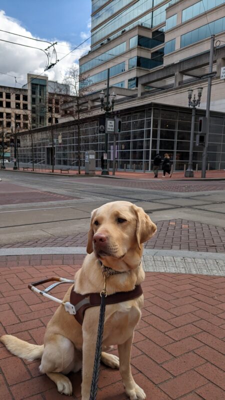 Brian sits in his harness on the red brick sidewalk in downtown Portland. The max tracks and city streets cross behind him and you can see city buildings.