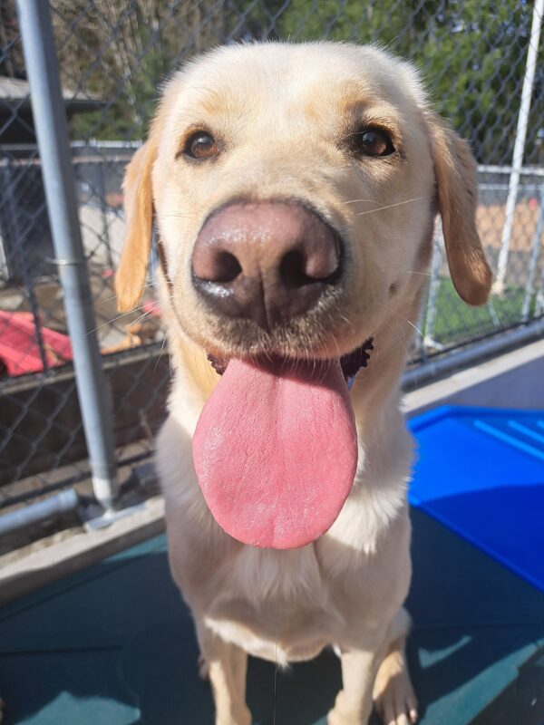 Yellow cross (Champion) looking at the camera, standing on a blue play structure, tongue out and a big smile on his face.